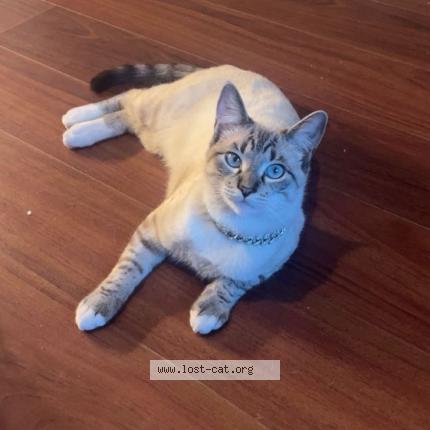 Photo 1/1 Klaus Chat perdu à Laplace