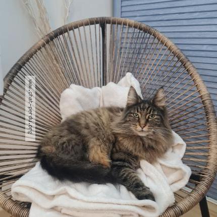 Photo 1/1 Chat retrouvé Perdu à Le plessis pate