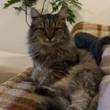 Photo de chat perdu à Tournefeuille