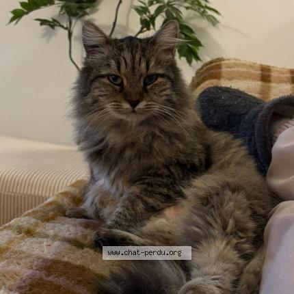 Photo 1/1 Minette Chat perdu à Tournefeuille