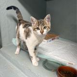 Photo de chat perdu à Nevers