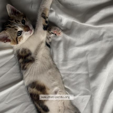 Photo 2/3 Channel Chat perdu à Nevers