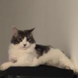 Photo de chat perdu à Garons