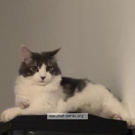 Photo 1/1 Mykee Chat perdu à Garons