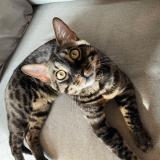 Photo de chat perdu à Briancon