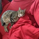 Photo de chat perdu à Mauran