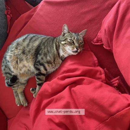 Photo 1/1 Minou Chat perdu à Mauran