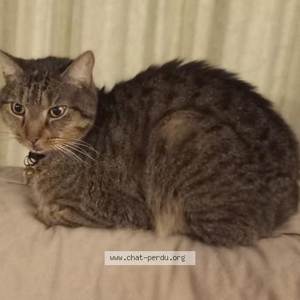 Photo 1/1 Chat retrouvé Perdu à Etais la sauvin