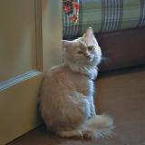 Photo de chat perdu à Islamabad