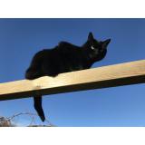 Photo de chat perdu à St Thonan