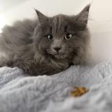 Photo de chat perdu à Trois Rivieres