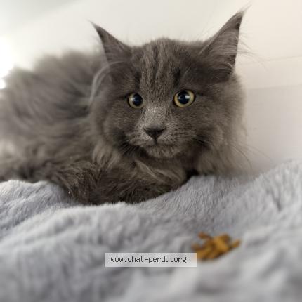 Photo 1/1 Ravioli Chat perdu à Trois rivieres