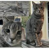 Photo de chat perdu à St Jean De Cornies