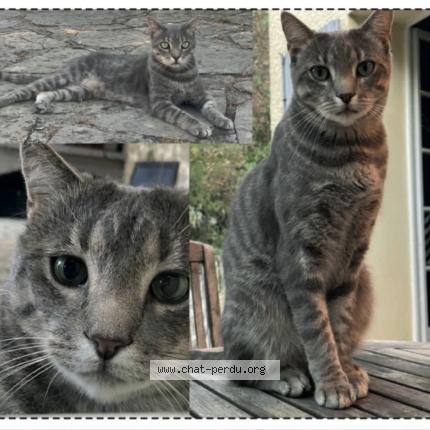 Photo 1/1 Boogie Chat perdu à St jean de cornies