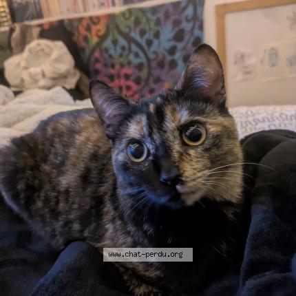 Photo 1/1 Cassie mimine Chat perdu à La roche sur yon