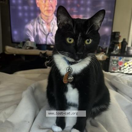 Photo 1/1 Lil dip Chat perdu à Jacksonville