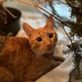 Photo de chat perdu à Long Beach