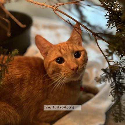 Photo 1/1 Simba Chat perdu à Long beach