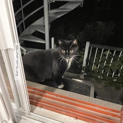 Photo 1/1 Chat retrouvé Perdu à Montreal