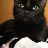 Photo de chat perdu à Seminole