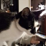 Photo de chat perdu à Kingsport