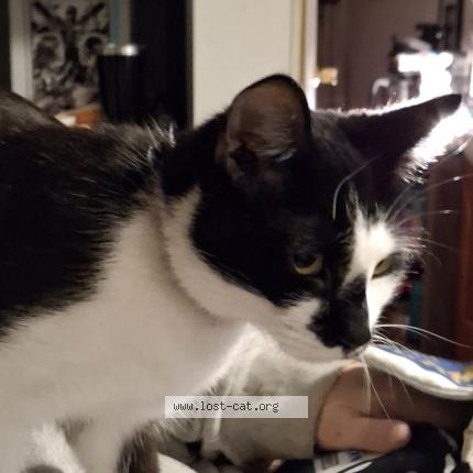 Photo 1/1 Moo Cow Chat perdu à Kingsport