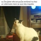 Photo de chat perdu à Pruniers En Sologne