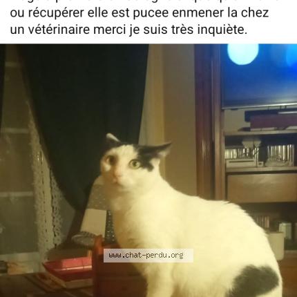 Photo 1/1 Wikette Chat perdu à Pruniers en sologne