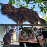 Photo de chat perdu à Strasbourg