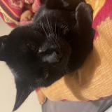 Photo de chat perdu à Contres