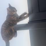 Photo de chat perdu à Forchies La Marche