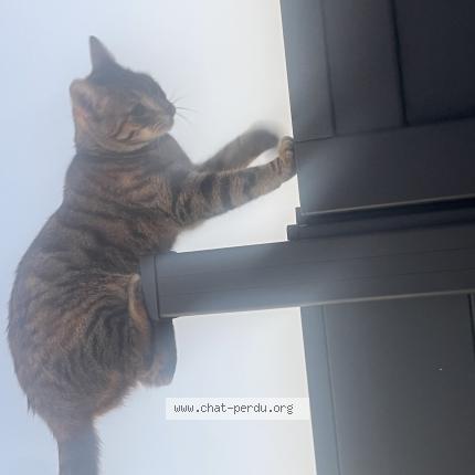 Photo 1/1 Isis Chat perdu à Forchies la marche