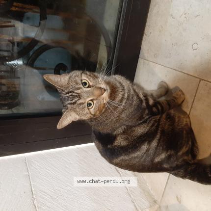 Photo 1/1 Chat retrouvé Perdu à Nimes