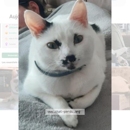 Photo 1/1 Chat retrouvé Perdu à Mont saint aignan