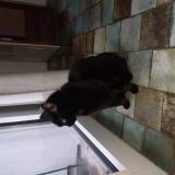 Photo de chat trouvé à Clermont Ferrand