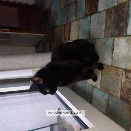 Photo 1/1 Chat trouvé Trouvé à Clermont ferrand