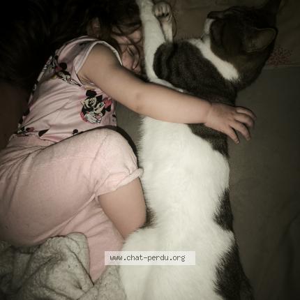 Photo 1/1 Titi Chat perdu à St seglin