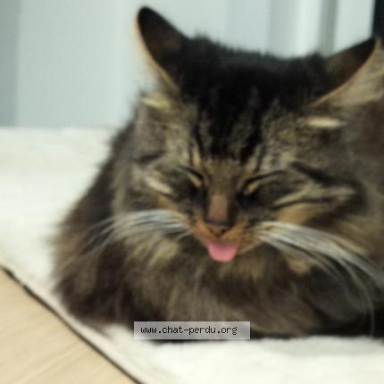 Photo 1/1 Chat retrouvé Perdu à Neuville en ferrain