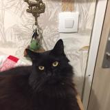 Photo de chat perdu à 78330 Fontenay Le Fleury