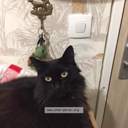 Photo 1/1 Binky Chat perdu à 78330 fontenay le fleury