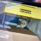 Photo de chat perdu à Bordeaux