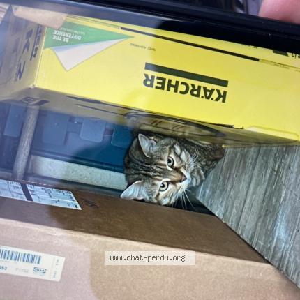 Photo 1/1 JOY Chat perdu à Bordeaux