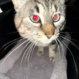 Photo de chat perdu à Avignon