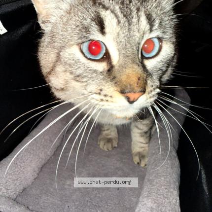 Photo 1/1 Shiro Chat perdu à Avignon