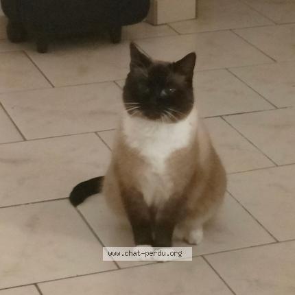 Photo 1/1 Chat retrouvé Perdu à Henin beaumont