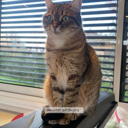 Photo 1/1 Chat retrouvé Perdu à Saint nauphary