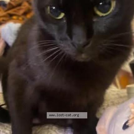 Photo 1/1 Crystal henry Chat perdu à Dallas