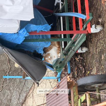 Photo 1/1 Chat trouvé Trouvé à Nimes