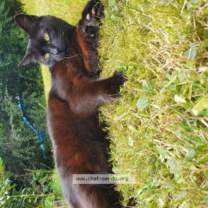 Photo 1/1 Chat retrouvé Perdu à Quimper