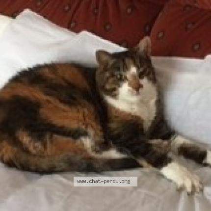 Photo 1/1 Chat retrouvé Perdu à Rennes